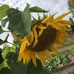 Meet your Posher, Anne